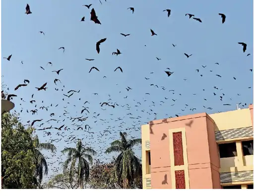 नवसारी में हजारों आवारा गंदगी फैला रहे हैं Thousands of vagabonds are spreading filth in Navsari