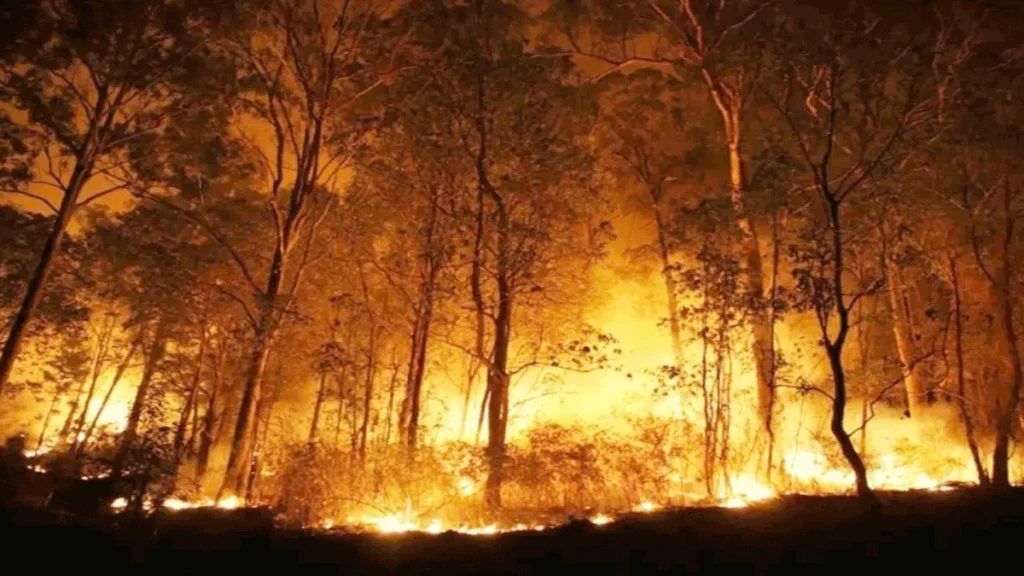 Manali Fire:मनाली के जंगलों में फिर लगी भयंकर आग, करोड़ो रुपये की संपत्ती जलकर खाक A massive fire broke out again in the forests of Manali