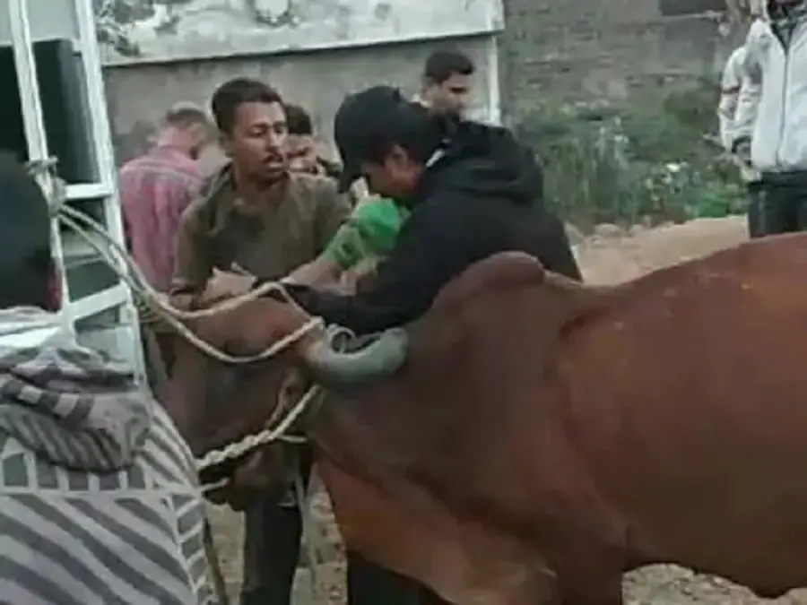 सूरत में खादी ब्रिज के पास मवेशी पकड़ने गई नगर निगम की टीम पर हमला, एक कर्मचारी घायल Attack on Municipal Corporation team that went to catch cattle near Khadi Bridge in Surat
