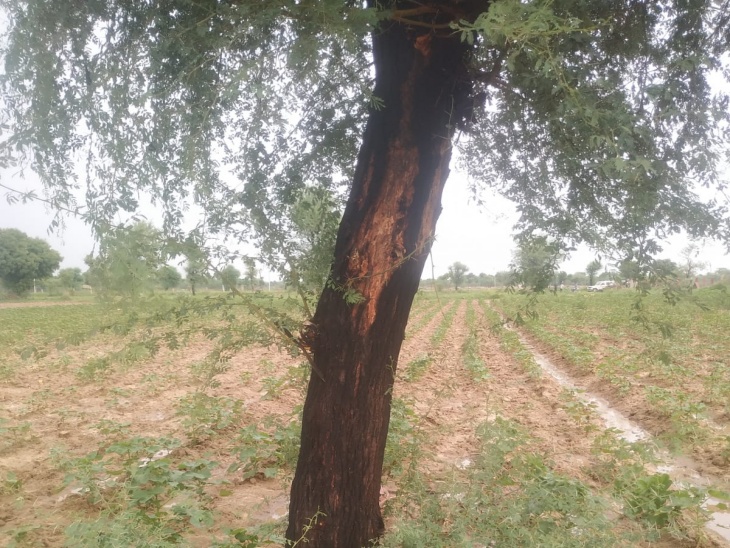 बिजली गिरने से 16 साल की लड़की की मौत, बारिश से बचने के लिए पेड़ के नीचे खड़ा था परिवार 16-year-old girl died due to lightning