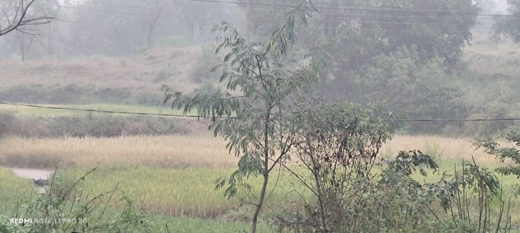 बेमौसम बारिश ने अन्नदाता के सपनों को किया तर-बतर